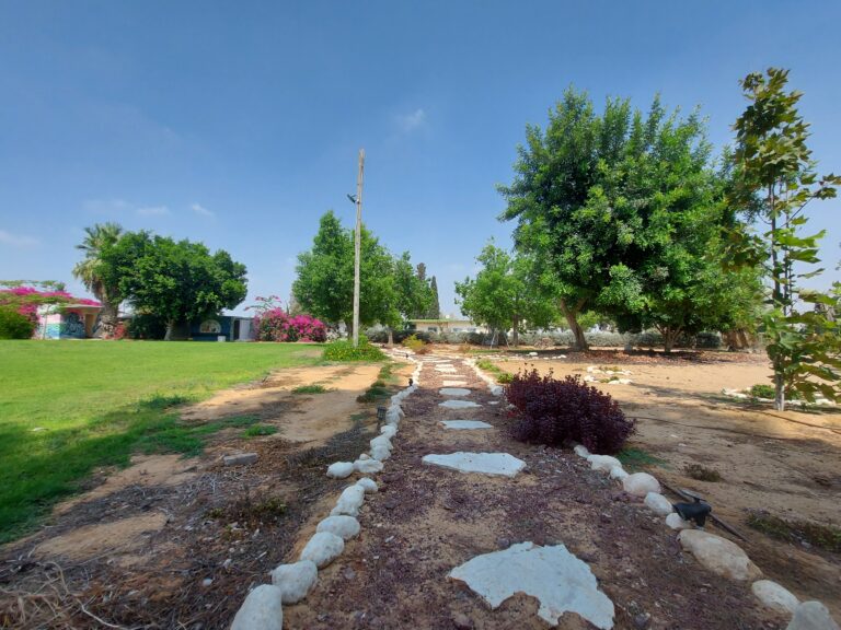 תמונת שביל אדמה וסביבו דשה ועצים